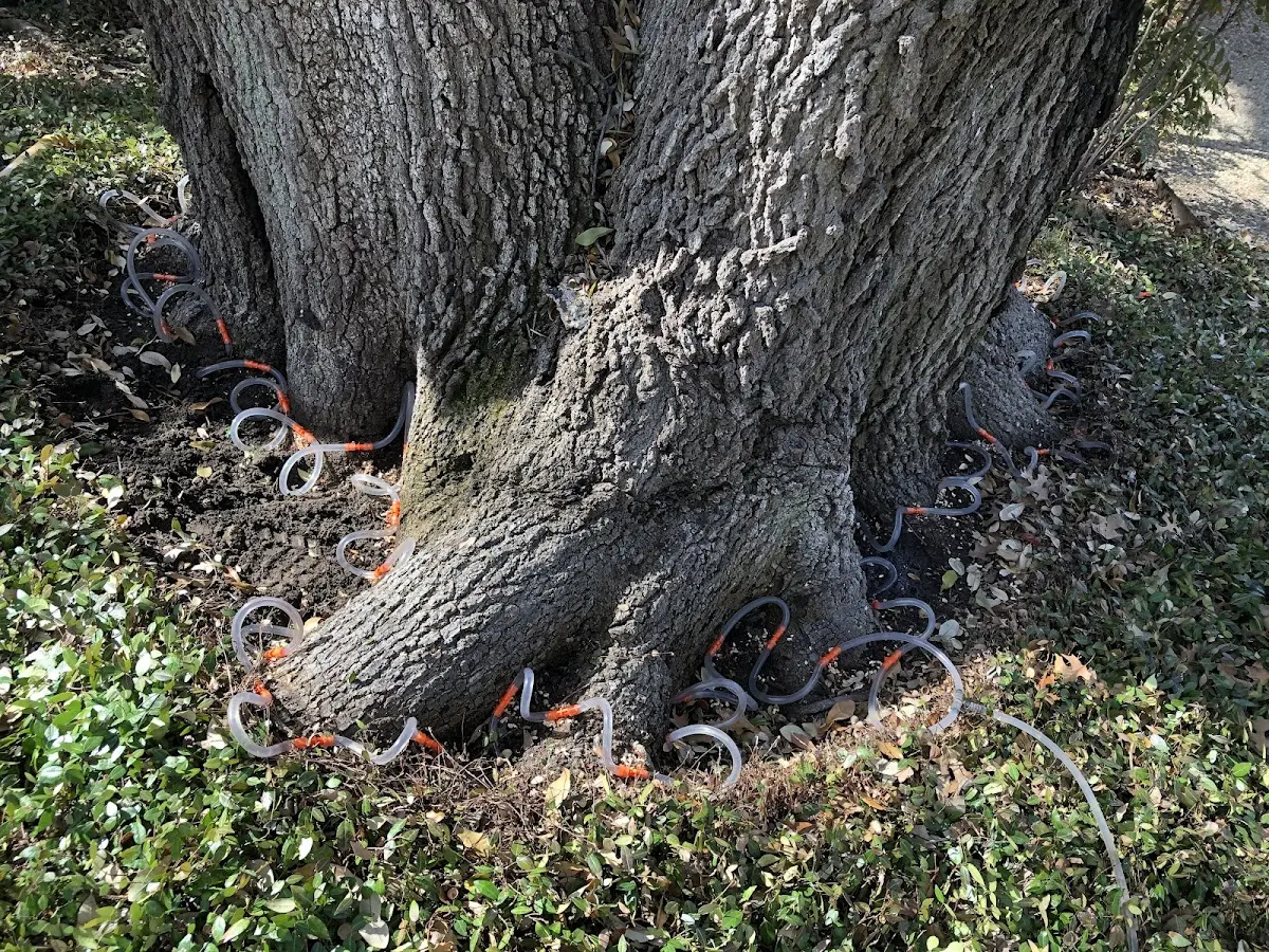 Detailed Tree Cabling and Bracing job site in Slick