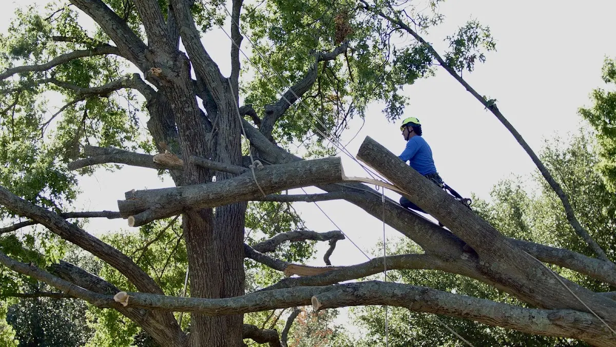 Professional Hazardous Tree Removal performed by certified arborists in Slick