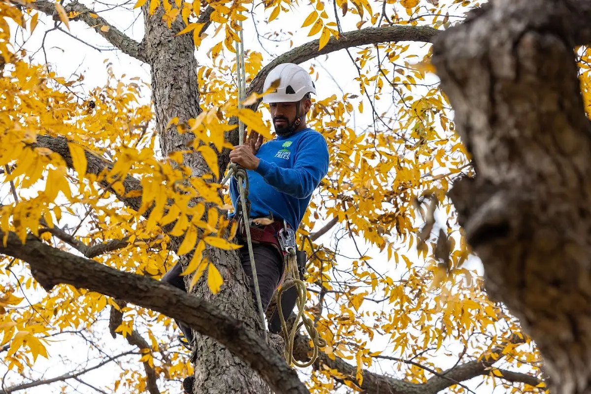 Skilled Tree Trimming crew working in Slick